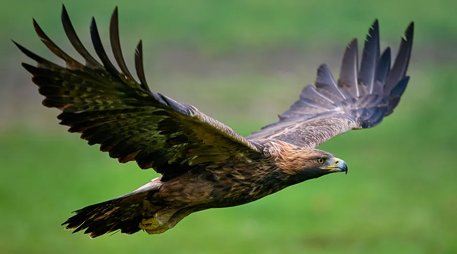 Golden Eagle