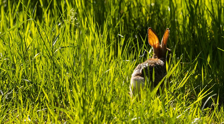 Biodiversity, New England Cottontail Rabbit