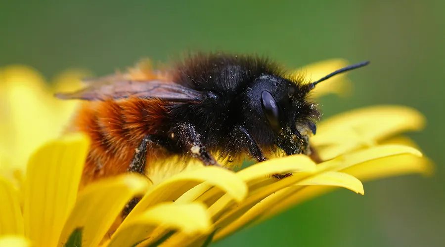 Mason Bee pollinator